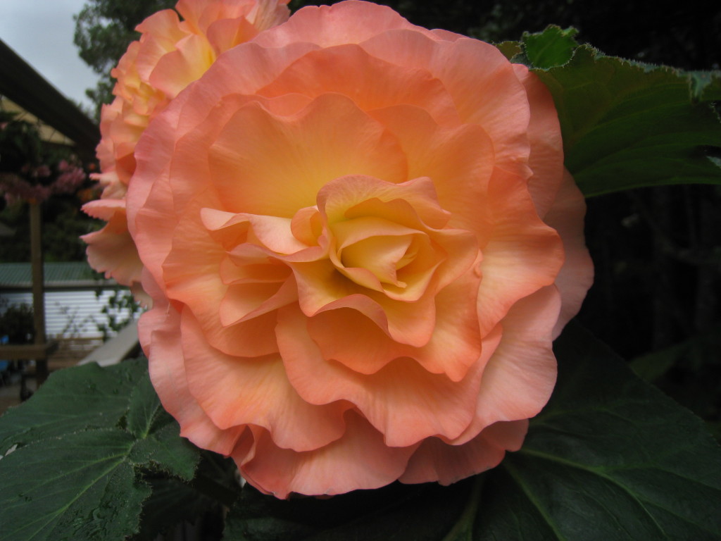 B. ‘Phoebe’